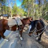 CABALGATAS 1